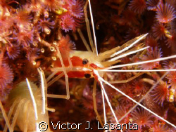 scarlet-striped cleaning shrimp with small split-crown fe... by Victor J. Lasanta 